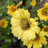 ガーベラの画像