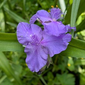 山野草,スマホ撮影,広い庭の画像
