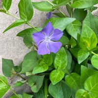 ツルニチニチソウの画像