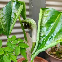 ムサシアブミ,ガーデニング,ボタニカルライフ,山野草,お庭の植物の画像