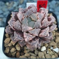 ハオルチア,ハオルシア,ミラーボール錦,ミラーボール錦,多肉植物の画像
