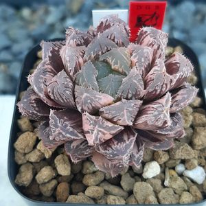 ハオルチア,ハオルシア,ミラーボール錦,ミラーボール錦,多肉植物の画像