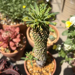 蛾眉鉄,多肉植物,子株,鉢植え,お花の画像