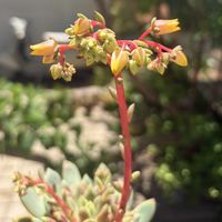 ブラッドスワロー,多肉植物,子株,鉢植え,エケベリア属の画像