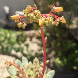 ブラッドスワロー,多肉植物,子株,鉢植え,エケベリア属の画像