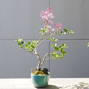 盆栽,小品盆栽,山野草,バルコニー/ベランダの画像