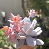 ラウィ,エケベリア ラウイ,多肉植物,鉢植え,エケベリア属の画像