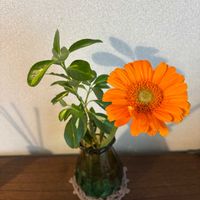 ガーベラ,シュペールバルク,切り花を楽しむ,雨上がりの朝,ばら バラ 薔薇の画像