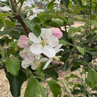モッコウバラ,リンゴ,花のある暮らし,お出かけ先の画像
