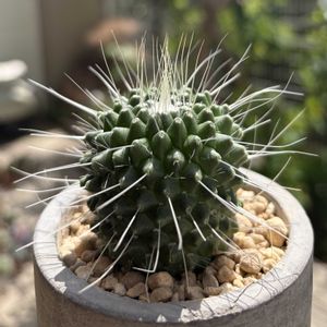 サボテン,マミラリア ピコ,多肉植物,鉢植え,ダイソーの画像