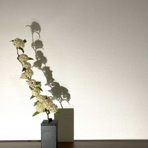 小手毬（こでまり）,小手毬（こでまり）,一輪挿し,花瓶,山野草の画像