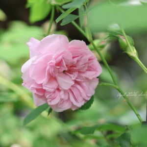 薔薇 メイクイーン,ピンクの花,花のある暮らし,HTC,信楽狸倶楽部の画像