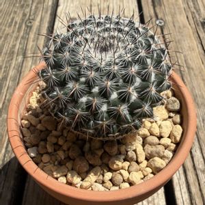 サボテン,霧棲丸,多肉植物,鉢植え,ダイソーの画像