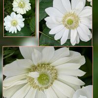 アネモネ,ガーベラ,ジャーマンアイリス,ヒルザキツキミソウ,ビオラの画像