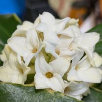斑入り沈丁花,斑入り沈丁花,花のある暮らし,植物好き,自然の不思議の画像