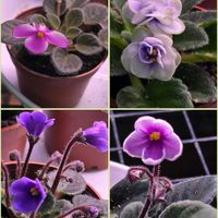 セントポーリア,花のある暮らし,スマホ撮影,癒やしの画像