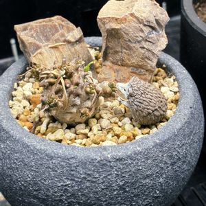 峨眉山,峨眉山,ユーフォルビア,植物育成ライト,植物棚の画像