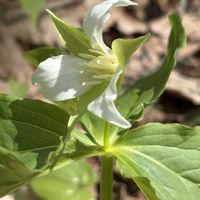 スミレ,ヒトリシズカ,ヒトリシズカ,ワサビ,オオカメノキの画像