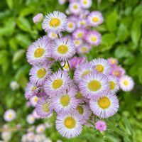 ハルジオン,ハルジオン(春紫苑),今日の花,岐阜県,多肉男子の画像