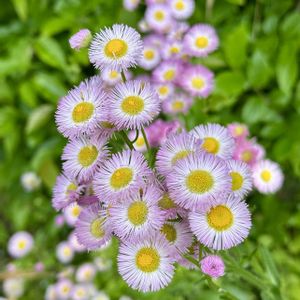 ハルジオン,ハルジオン(春紫苑),今日の花,岐阜県,多肉男子の画像