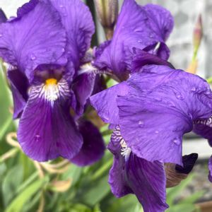 ジャーマンアイリス,花が好き,無農薬❤家庭菜園,野菜が好き,庭の画像