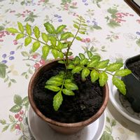 ユスラウメ,山椒,サンショウ,山桜桃(ゆすらうめ),その他部屋の画像