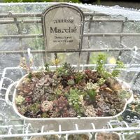 ちまちま 寄せ,寄植え,雨の日,ちまちま寄せの画像