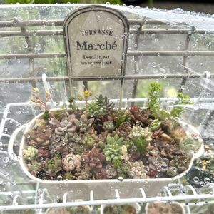 ちまちま 寄せ,寄植え,雨の日,ちまちま寄せの画像