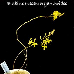 Bulbine mesembryanthoides,メセブリ,カクタス広瀬,窓辺の画像