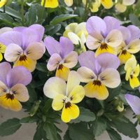 パンジー・ビオラ,ビオラ,種からビオラ,自家採種ビオラ,種まきっ子の画像