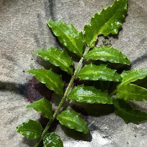 山椒,サンショウ,キッチン,庭の画像