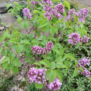 お庭作り中,春色チュ！チューリップ♡,広い庭の画像