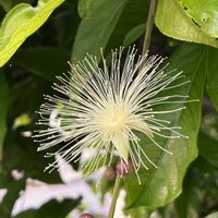 サガリバナの画像