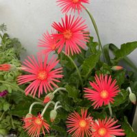 ガーベラ,赤い花,多年草,花のある暮らし,大好きな花の画像