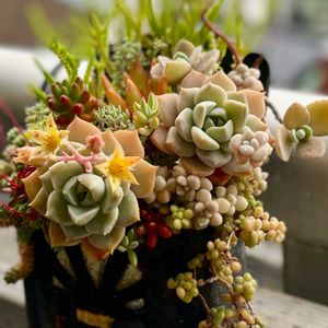 白牡丹,春萌,小人のまつり,多肉植物,多肉植物寄せ植えの画像