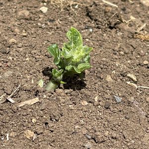 芽吹きシリーズ?2026[17],“いきものがかり”砂振るい編❣️,ワクワク×２,パスタな気分❣️,デザートの方がよっぽど..の画像