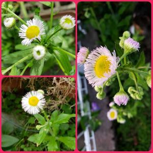 ハルシオン,今日のお花,自宅のお花,広い庭の画像