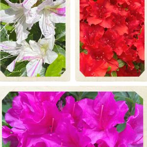 超古民家と庭,里地里山,おうち園芸,I♡Chiba,広い庭の画像