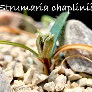 Strumaria chaplinii,カクタス広瀬,窓辺の画像
