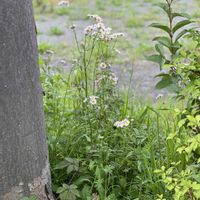 ハルジオン,ナンキンハゼ,けーpic祭,つぶつぶの日,#最前線のあなたへの画像