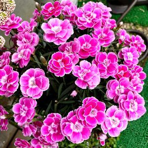 ダイアンサス,ナデシコ,ダイアンサス ピンクキッス,春のお花,ダイアンサス ピンク＆プラウドの画像