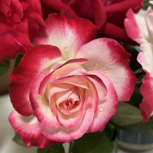 バラ,薔薇,ばら バラ 薔薇,キッチン,バルコニー/ベランダの画像