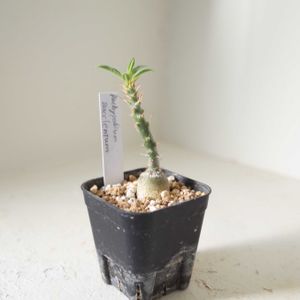パキポディウム・サキュレンタム,観葉植物,塊根植物,グリーンインテリア,新芽の画像