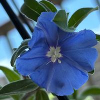 アメリカンブルー,アメリカンブルー,挿し木,冬越し,花は癒し.｡.:*♡の画像