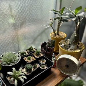 ハオルチア,アデニウム,塊根植物の画像