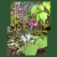 イカリソウ,春の花,花言葉,山野草,花のある暮らしの画像