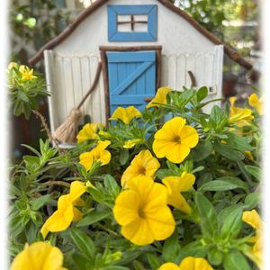 ミリオンベル,ハンドメイド,ベランダガーデン,黄色の花,月曜日には､ビタミンカラーの画像