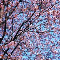 レンギョウ,デルフィニウム,桜,マンションの庭の画像