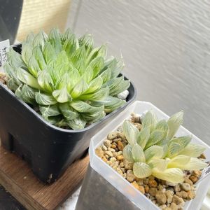 ハオルチア,ハオルチア,オブツーサ錦,クリスペート　ビューティー,多肉植物の画像