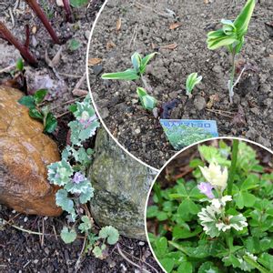 お庭作り中,2のつく日は斑入りの日,広い庭の画像